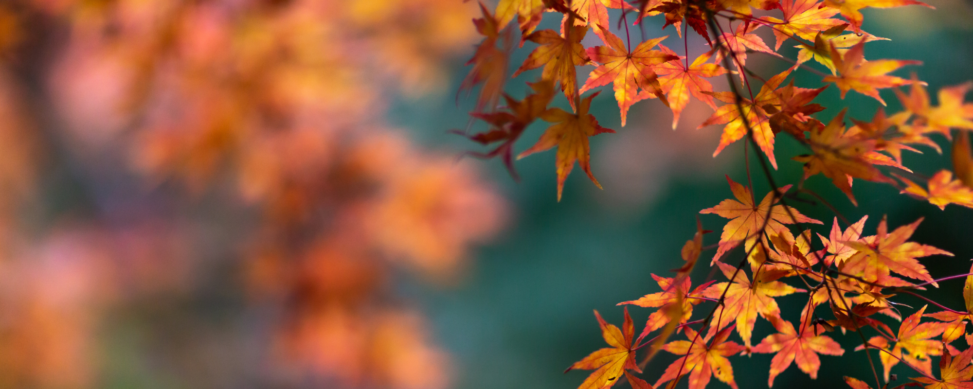 SAVE £50 on selected tripods